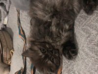 3 Aylık Dişi Yavru Kedimiz