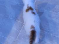 Yavru kedilerimiz ömürlük sahiplerini arıyor