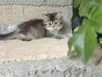 British Longhair 2 Aylık