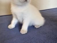 British Shorthair Pamuklarımız Yeni Yuvalarını Arıyor