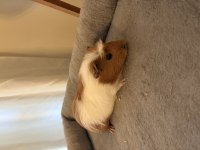 Yeni Guinea Pig Yavrularımıza Aile Olmak İster Misiniz?