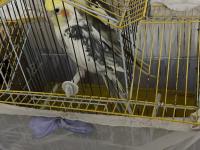 3 adet sultan papağanı var cinsiyet bilinmiyor