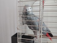 Red factor jako papağanı