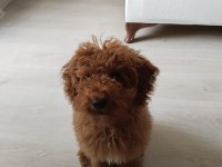 4,5 aylık aşıları tam toy poodle