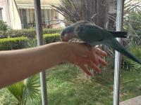 16 Aylık Full Evcil Konuşan Pudra Mavisi Monk Papağanı