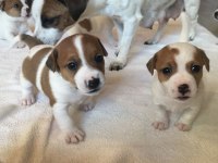 Jack russell yavru köpekler