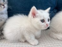 Kedilerimizi sahiplendiriyoruz