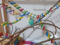 El Yapımı Geniş Ahşap Oyun Kafesi