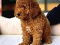 Maltipoo Bebekleri