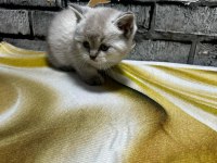 British Shorthair Lynx Point Erkek Kedim