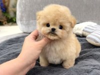 Toy poodle 2 aylık yavrularım