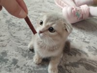 Kedimiz Cookie Yeni Yuvasını Arıyor