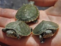 Orjinal singapur su kaplumbağaları gelmiştir ankara