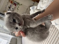 19.04.2025 Doğumlu Scottish Fold Yavrular