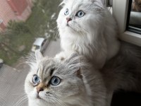 British longhair kedilerime yeni yuva arayışındayım