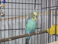 Mükemmel güzellikte muhabbet kuşu