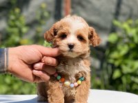 Maltipoo Dişi Köpeğimiz