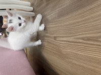 British longhair pamuğum yuvasını arıyor