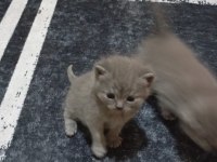 British Yavru Kediler