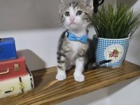 Ücretsiz 2 Aylık Kedilerimi Sahiplendirme