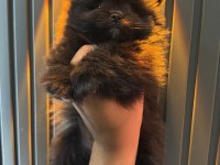 Şeker Pomeranian Bebeklerimiz