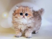 Dikkat çekici black golden british longhair