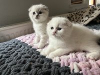 Erkek Scottish Fold Bebekler