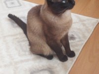 Siyam Cinsi 3 Yaşında Erkek