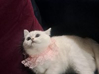 Dünya Güzeli British Shorthair