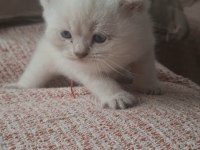 Mavi gözlü 2 aylık british shorthair
