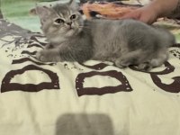 Minik Gri Bulut- 3 Aylık Dişi British Shorthair