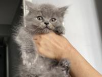 Scottish Yavrularımıza Yuva Arıyoruz