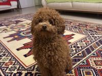 Koyu Red Brown Şecereli Poodle