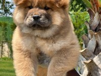 Chow Chow Köpeği Yavruları