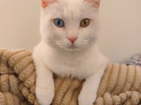 Sakin uslu kısır aşıları tam ankara kedisi