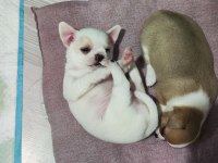 2 Erkek 45 Günlükler A Kalite Chihuahua