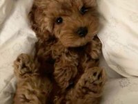 Toy Poodle Kore Kan Orjinal Yavrular