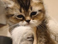 Güzeller Güzeli Scottish Foldlar