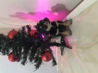 Avrupa Kalitesinde Erkek Chihuahua Yavrum 405 Gram