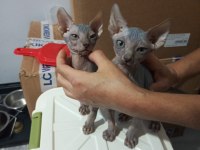 Kanada Sfenks Yavrular Uygun Verilecektir