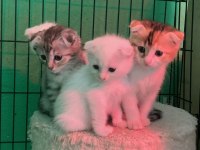 4 kardeş kediler yeni ailesini bekliyor