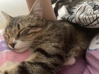 İşimden Dolayı Kedimi Sahiplendiriyorum