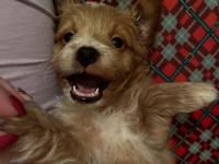 Yavru maltipoo köpeği