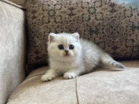 Irk Garantili Şecereli Anne Babanın British Bebeği