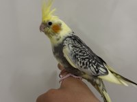 Sultan Papağan Yavrusu Sahiplendirilecek