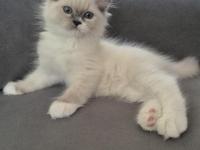 Mavi gözlü muhteşem yavru ragdoll