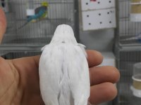 Alıştırmalık Ve Konuşturmalık Muhabbet Kuşu Yavrular