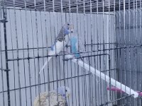 Yavru Muhabbet Kuşlarımız Teslime Hazır