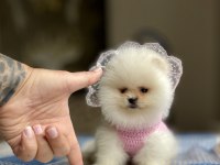 Ayı Surat Pomeranian Boo Yavrular