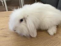 Mini Lop Tavşan 6 Ocak 2026 Doğumlu